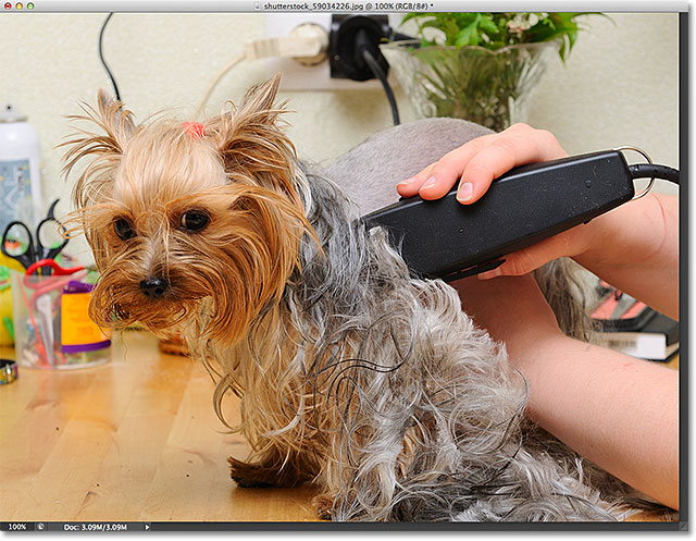 Yorkshire terrier mendapatkan memotong rambutnya di groomer. Gambar berlisensi dari Shutterstock oleh Photoshop Essentials.com