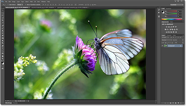 Hitam-Putih berurat kupu-kupu, aporia crataegi. Gambar berlisensi dari Shutterstock oleh Photoshop Essentials.com