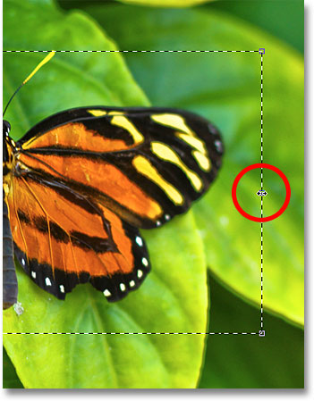Dragging the right Transform Selection handle. Image © 2010 Photoshop Essentials.com