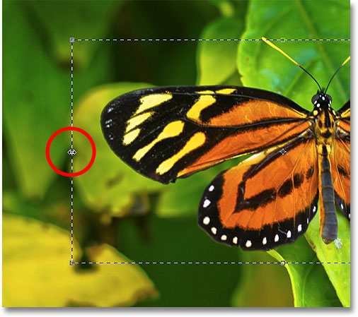 Dragging the left Transform Selection handle. Image © 2010 Photoshop Essentials.com