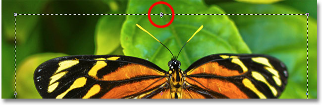 Dragging the top Transform Selection handle. Image © 2010 Photoshop Essentials.com