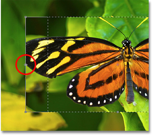Dragging the left Free Transform handle. Image © 2010 Photoshop Essentials.com