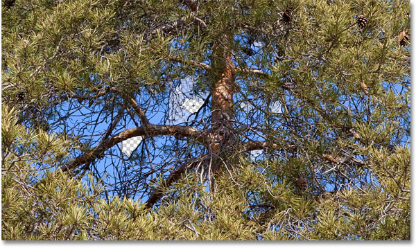 The Background Eraser can't jump across the tree branches to delete the sky. Image © 2010 Photoshop Essentials.com