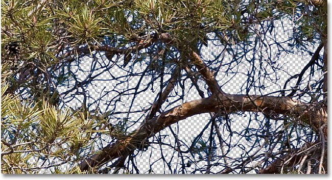 Blue fringes still appear around some of the tree branches. Image © 2010 Photoshop Essentials.com