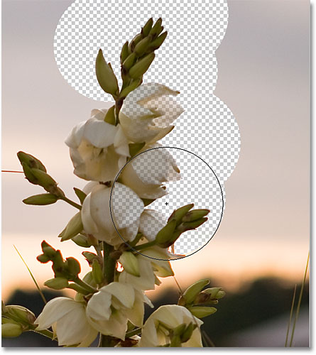 The flowers in the image are being erased along with the background due to their similar colors. Image © 2010 Photoshop Essentials.com