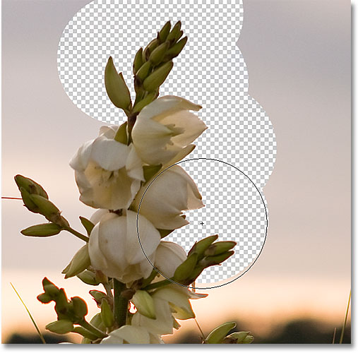 Erasing the background in the image with the Protect Foreground Color option enabled for the Background Eraser. Image © 2010 Photoshop Essentials.com