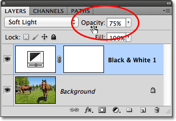 Menurunkan opacity dari lapisan penyesuaian Black & White. Image © 2012 Photoshop Essentials.com