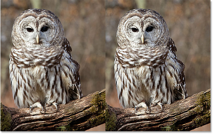 A before and after comparison of the High Pass sharpening effect. Image © 2016 Photoshop Essentials.com