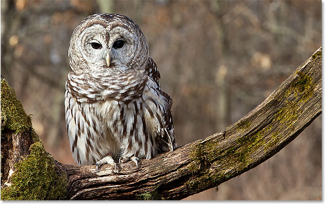 Barred Owl on tree branch. Image #90570679 licensed from Adobe Stock by Photoshop Essentials.com