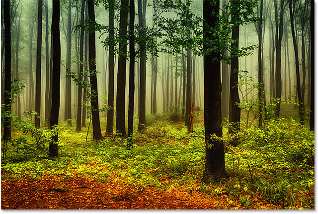 Sebuah foto dari hutan musim gugur. Gambar berlisensi dari Shutterstock oleh Photoshop Essentials.com