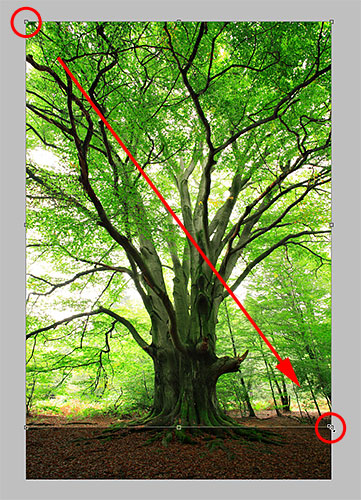 Cropping an image in Photoshop. Image © 2010 Photoshop Essentials.com.