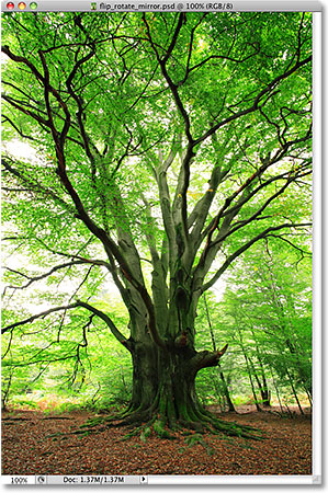 A photo of a tree. Image licensed from iStockphoto by Photoshop Essentials.com.