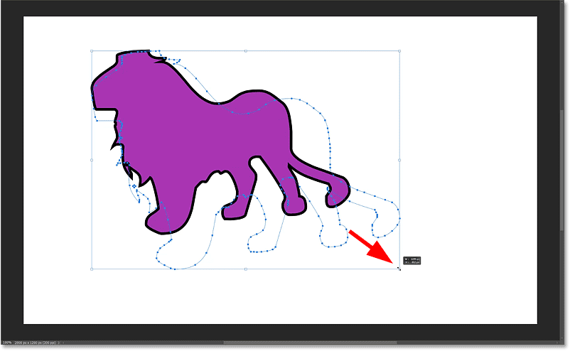 Resizing the custom shape with the transform handles in Photoshop