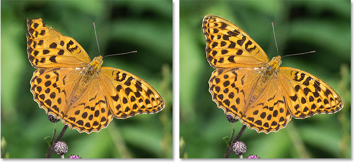 The butterfly wing is repaired using Content-Aware Fill's Mirror option in Photoshop