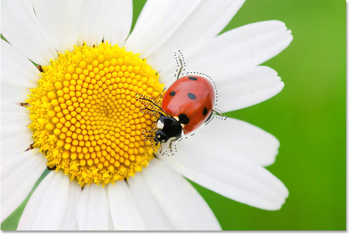 Selecting the ladybug to remove it from the flower with Content-Aware Fill in Photoshop