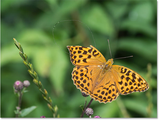 Selecting the missing section of the butterfly wing to repair it with Photoshop's Content-Aware Fill workspace