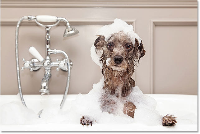 Funny dog taking bubble bath. Image 85485777 licensed from Adobe Stock