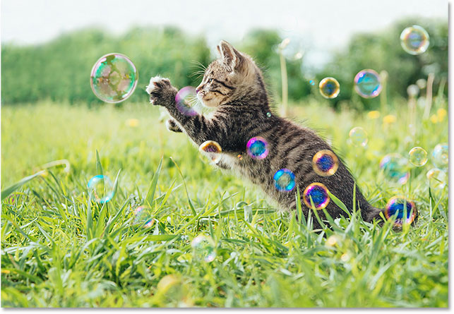 Kitten playing with soap bubbles. Image 107245184 licensed from Adobe Stock