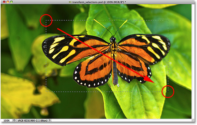 Drawing a rectangular selection around the butterfly. 