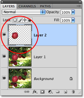 The layer preview thumbnail in the Layers palette in Photoshop. 