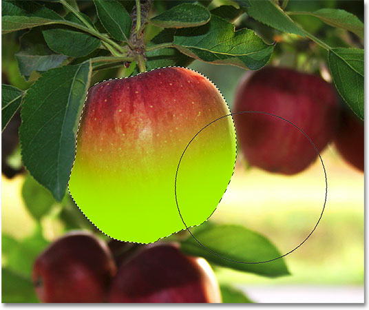 Painting along the bottom half of the apple. 