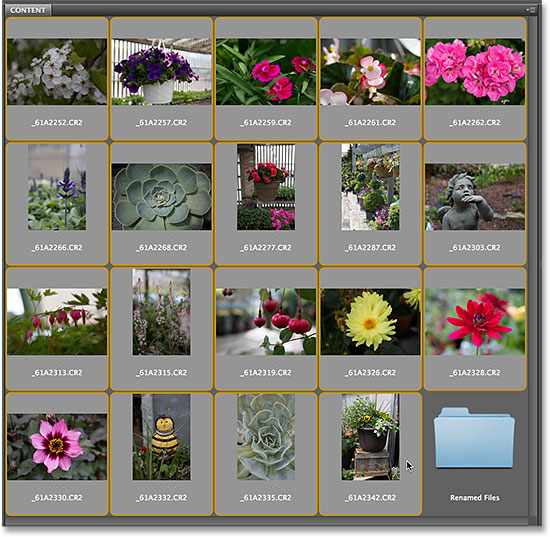تحديد كل الصور في لوحة Content في Adobe Bridge CS6.  صورة © 2014 Photoshop Essentials.com