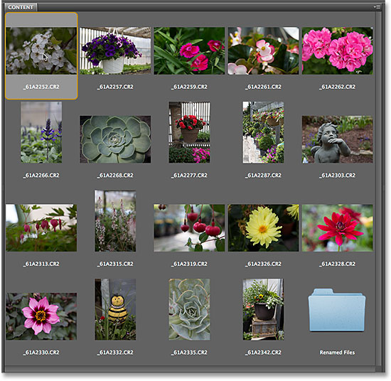 Selecting the first image in the Content panel in Adobe Bridge CS6. Image © 2014 Photoshop Essentials.com