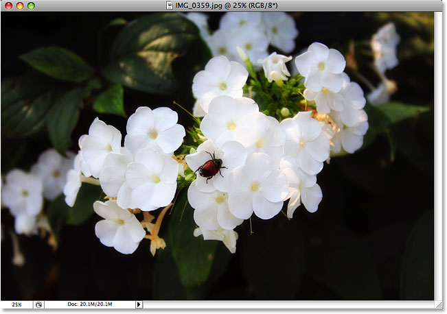 Photo of a bug on a flower.