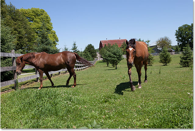 A second photo of the same horses, with a better view of the horse on the left. 