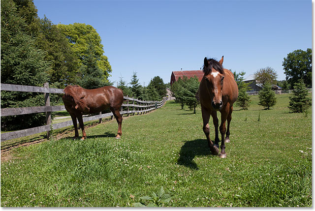 A photo of two horses, with the horse on the left looking away. Image © 2015 Steve Patterson, Photoshop Essentials.com