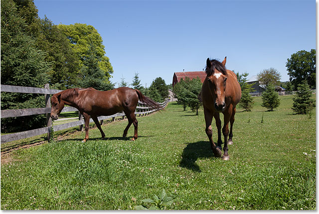 A second photo of the same horses, with a better view of the horse on the left. 