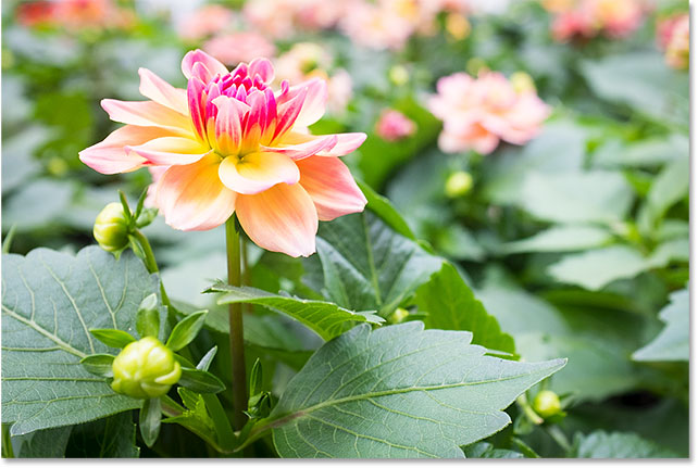 et overeksponeret billede af en blomst.