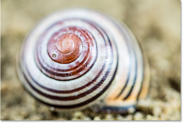 The first in a series of images taken for focus stacking.