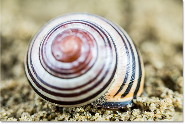 A shot from the middle of the focus stacking series, with only the mid-point of the shell in focus.