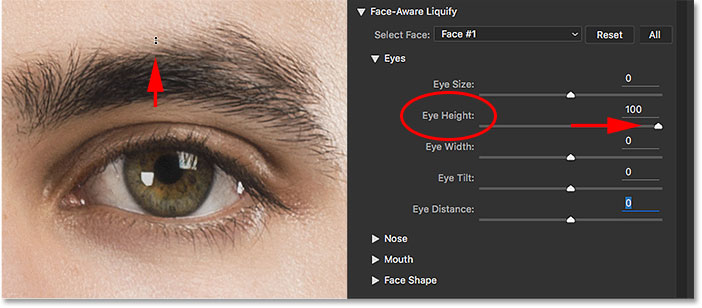 Dragging the Eye Height handle with the Face Tool. Image © 2016 Steve Patterson, Photoshop Essentials.com
