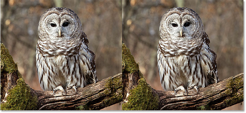 Sharpen Images in Photoshop with the High Pass filter