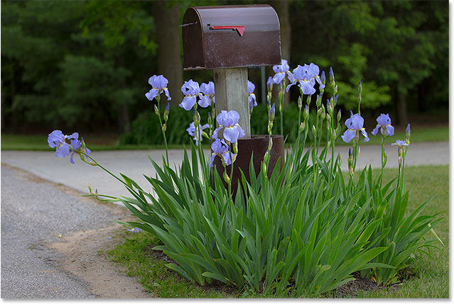 A mailbox surrounded by purple flowers. 