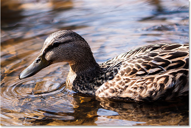 A photo of a duck swimming in a pond. 