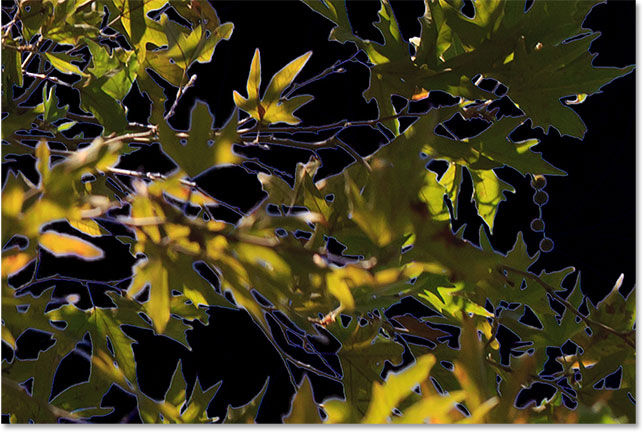 Blue fringes still appear around some of the tree branches. 