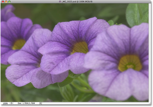 A photo of purple and yellow flowers. Image © 2009 Steve Patterson, Photoshop Essentials.com.