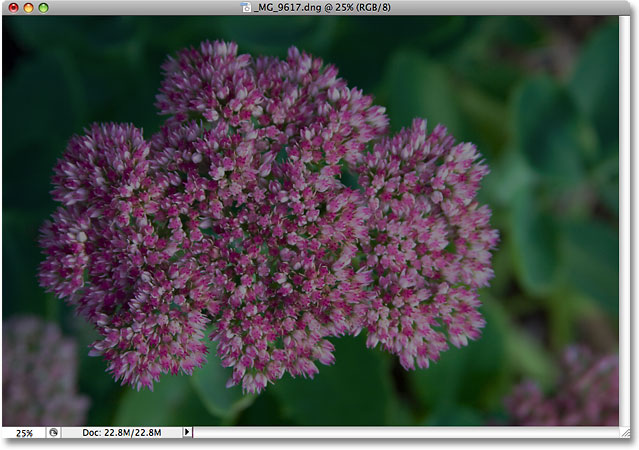 A photo of a flower. Image © 2009 Photoshop Essentials.com.