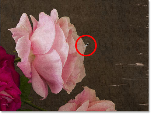 Sampling a color from the image to use as the photo border color in Photoshop