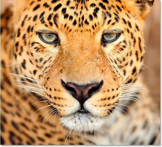 Leopard portrait photo. Image licensed and used by permission from Shutterstock by Photoshop Essentials.com