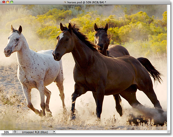 A photo of horses. Image licensed from Folotia by Photoshop Essentials.com.