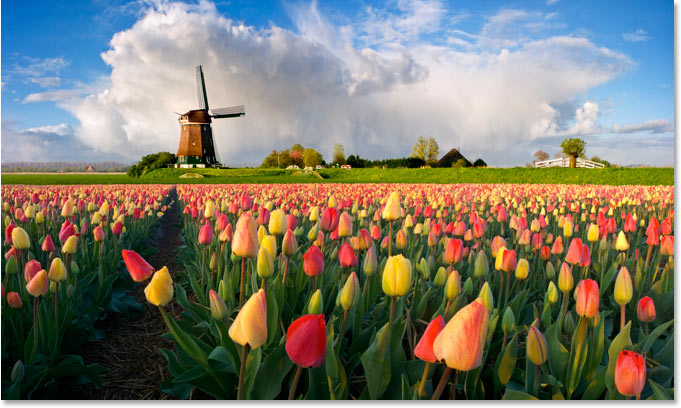 A photo of a Dutch windmill and flowers.